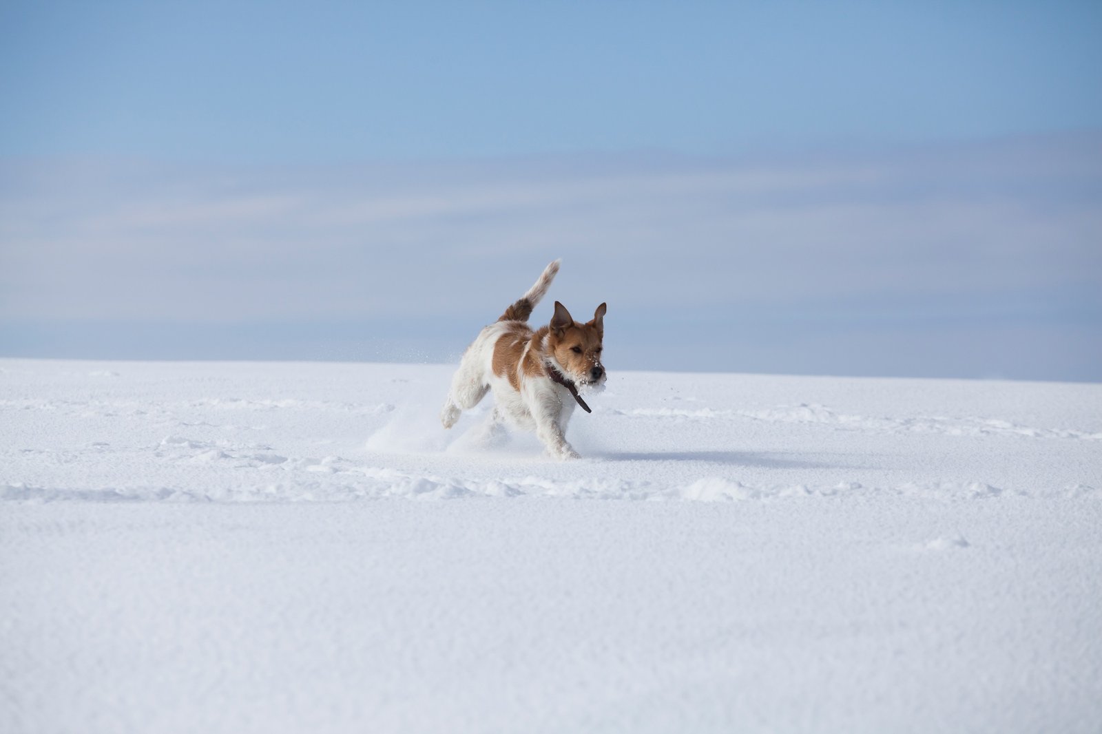 Dog in snow